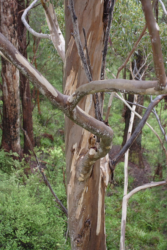 Lokation: Australien | Western Australia | Nornalup | Marks Km Kategorien: Datum: 29.10.2008