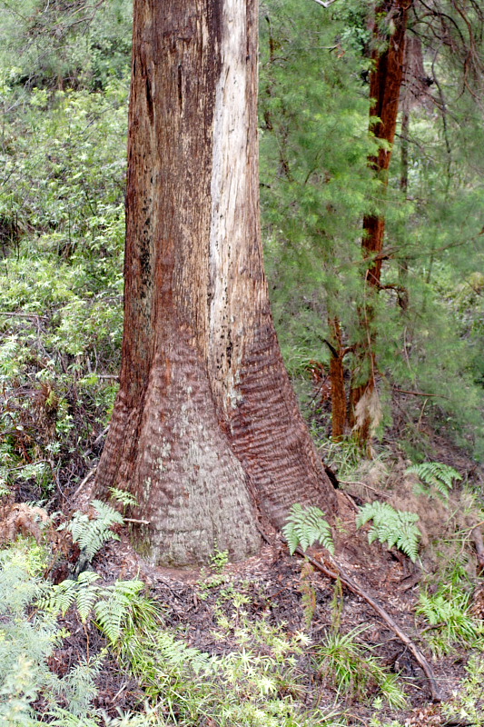 Lokation: Australien | Western Australia | Nornalup | Marks Km Kategorien: Datum: 29.10.2008