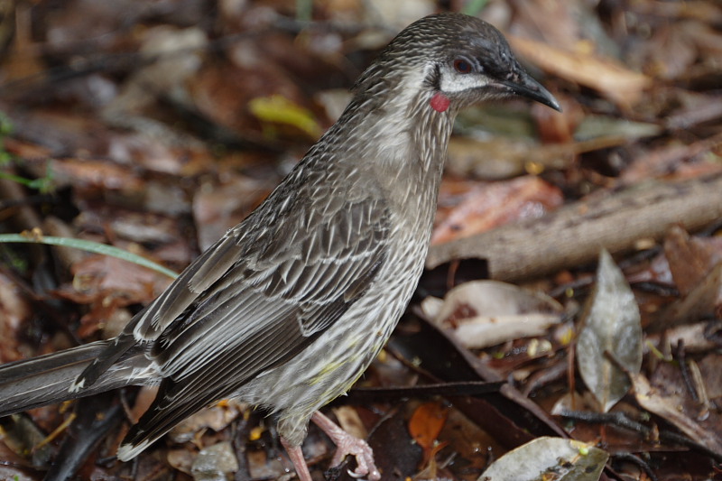 Lokation: Australien | Western Australia | Biddelia | Barronhurst Kategorien: Datum: 29.10.2008
