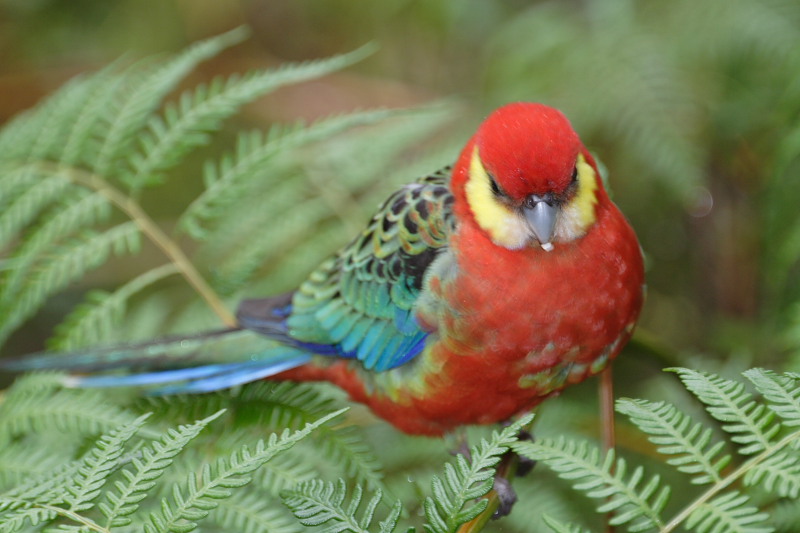 Lokation: Australien | Western Australia | Biddelia | Barronhurst Kategorien: Datum: 29.10.2008