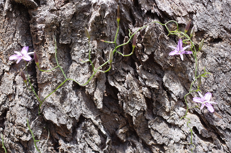 Lokation: Australien | Western Australia | Barrabup | Nannup Mill 7.05 Km North-West Nannup Mill Kategorien: Datum: 30.10.2008