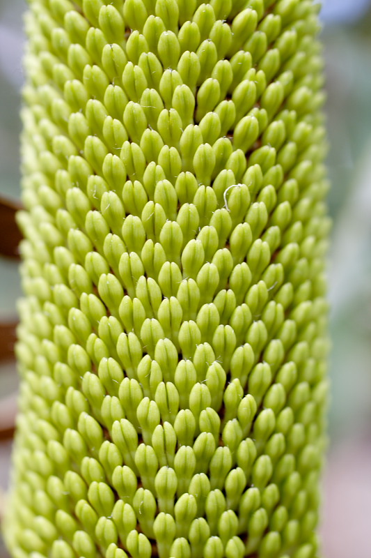 Lokation: Australien | Western Australia | Barrabup | Nannup Mill 7.05 Km North-West Nannup Mill Kategorien: Datum: 30.10.2008