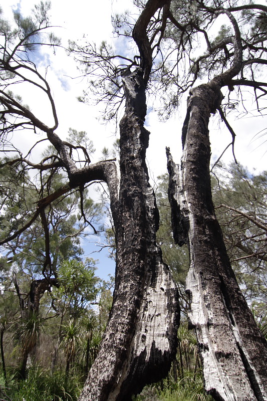 Lokation: Australien | Western Australia | Jarrahwood | Jarrahwood 1.58 Km West Jarrahwood Kategorien: Datum: 30.10.2008