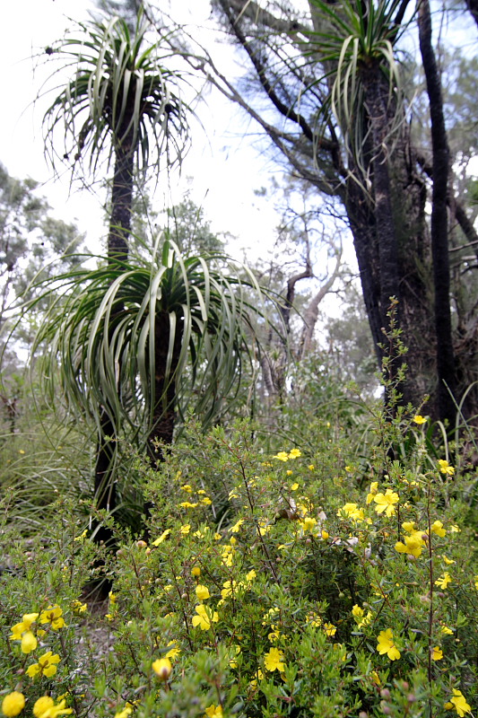 Lokation: Australien | Western Australia | Jarrahwood | Jarrahwood 1.58 Km West Jarrahwood Kategorien: Datum: 30.10.2008