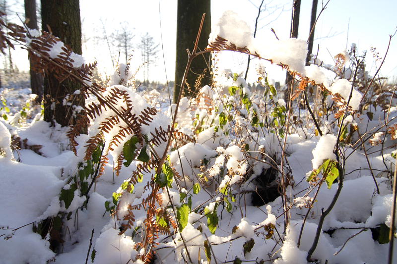 Kategorien: Datum: 06.01.2009