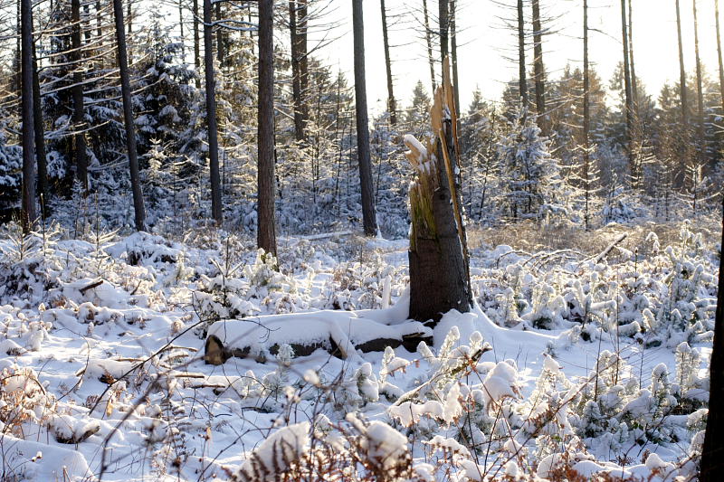 Kategorien: Datum: 06.01.2009