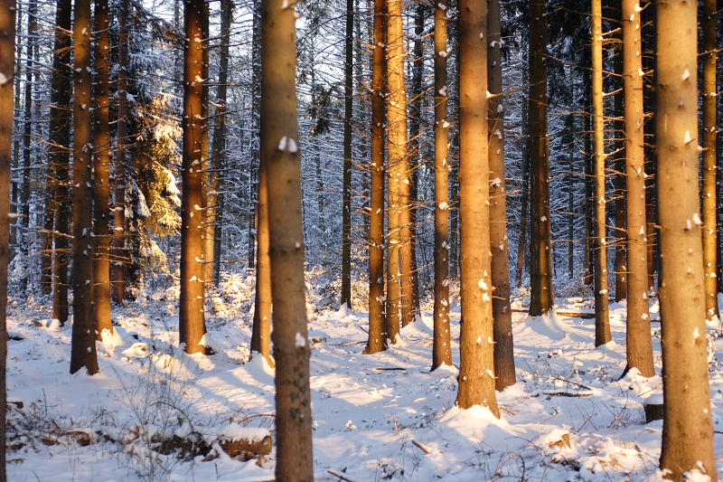 Kategorien: Datum: 06.01.2009