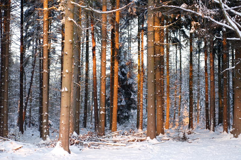 Kategorien: Datum: 06.01.2009