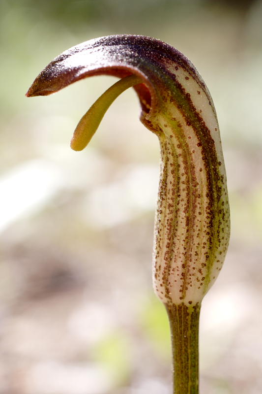 Arisarum vulgare, Lokation: Spanien | Baleares | Calvià | Portals Vells Kategorien: Familie: Araceae (Aronstabgewächse ), Datum: 24.03.2009