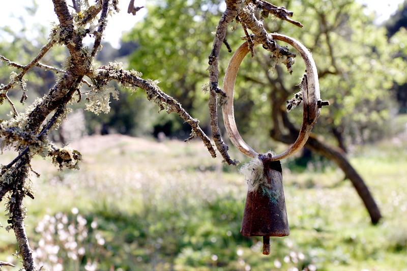 Lokation: Spanien | Baleares | Calvià | Portals Vells Kategorien: Datum: 24.03.2009