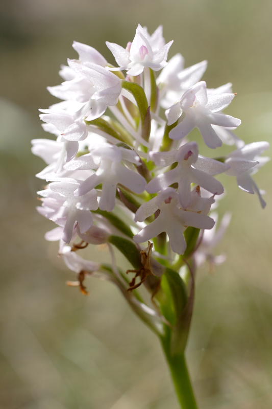Anacamptis pyramidalis, Lokation: Spanien | Baleares | Calvià | Portals Vells Kategorien: Familie: Orchidaceae (Orchideen ), Datum: 24.03.2009