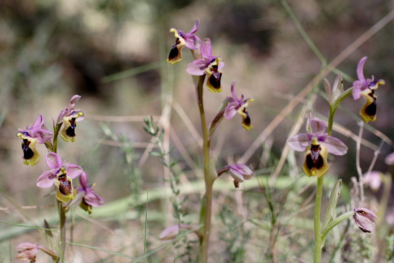 Ophrys tenthredinifera, Lokation: Spanien | Baleares | Calvià | Portals Vells Kategorien: Familie: Orchidaceae (Orchideen ), Datum: 24.03.2009