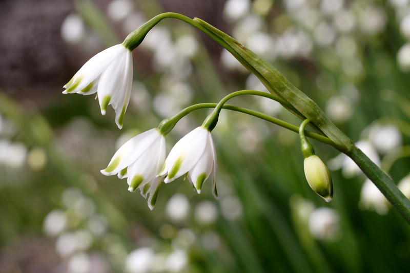 Leucojum aestivum pulchellum, Lokation: Spanien | Baleares | Escorca | Escorca Kategorien: Familie: Amaryllidaceae (Narzissengewächse ), Datum: 25.03.2009