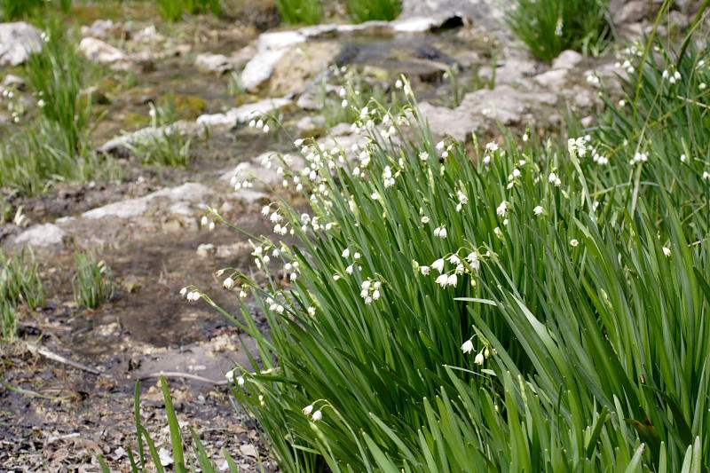 Leucojum aestivum pulchellum, Lokation: Spanien | Baleares | Escorca | Escorca Kategorien: Familie: Amaryllidaceae (Narzissengewächse ), Datum: 25.03.2009