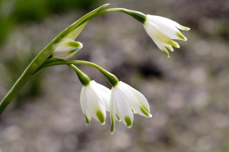 Leucojum aestivum pulchellum, Lokation: Spanien | Baleares | Escorca | Escorca Kategorien: Familie: Amaryllidaceae (Narzissengewächse ), Datum: 25.03.2009