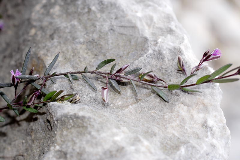 Polygala rupestris, Lokation: Spanien | Baleares | Mancor De La Vall | Mancor de la Vall Kategorien: Familie: Polygalaceae (Kreuzblümchengewächse ), Datum: 25.03.2009