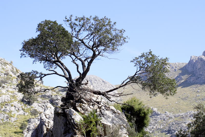Lokation: Spanien | Baleares | Fornalutx | Fornalutx Kategorien: Datum: 26.03.2009