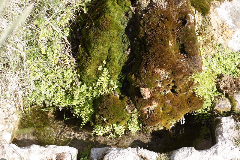 Lokation: Spanien | Baleares | Cala Sant Vicenç (Pollença) | Can Singala Kategorien: Datum: 27.03.2009