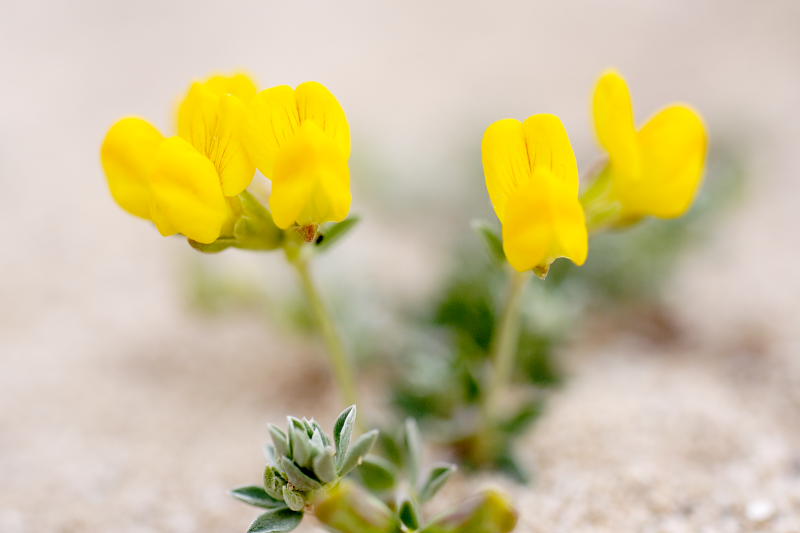 ?, Lokation: Spanien | Baleares | Santa Margalida | Can Picafort Kategorien: Datum: 28.03.2009