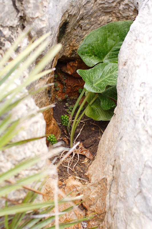 Arum pictum, Lokation: Spanien | Baleares | Cala Sant Vicenç (Pollença) | Can Singala Kategorien: Familie: Araceae (Aronstabgewächse ), Datum: 29.03.2009