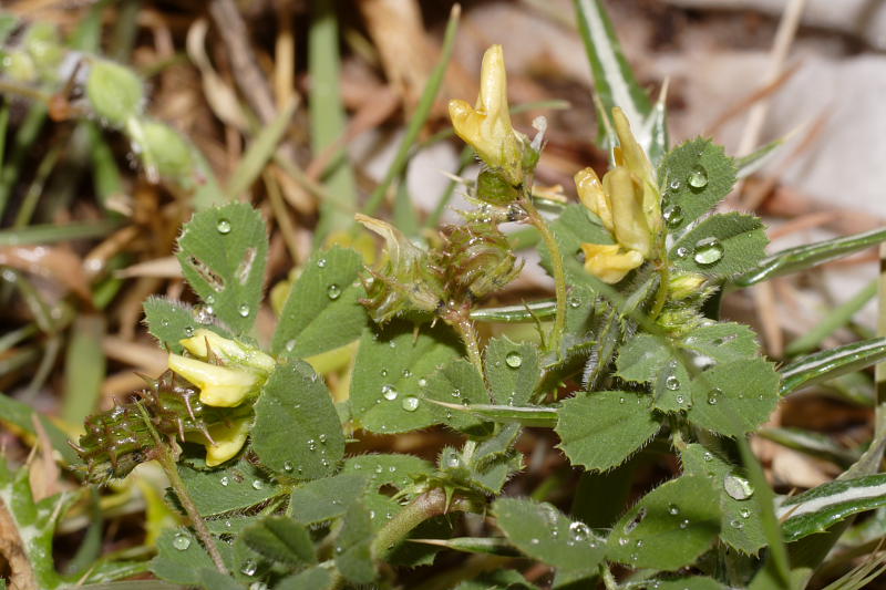 Medicago truncatula, Lokation: Spanien | Baleares | Cala Sant Vicenç (Pollença) | Can Singala Kategorien: Familie: Fabaceae (Schmetterlingsblütler ), Datum: 29.03.2009