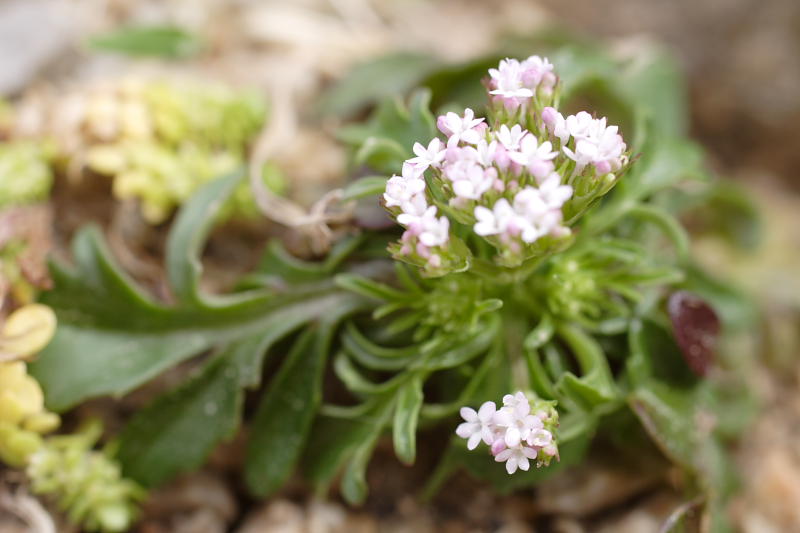 Centranthus calcitrapa, Lokation: Spanien | Baleares | Bon Aire | Formentor Kategorien: Familie: Caprifoliaceae (Geißblattgewächse ), Datum: 29.03.2009
