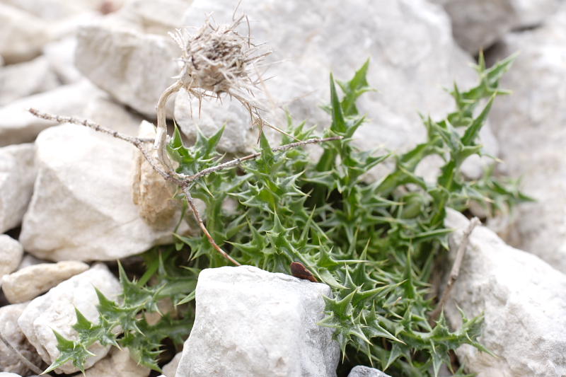 Carlina corymbosa subsp. corymbosa, Lokation: Spanien | Baleares | Bon Aire | Formentor Kategorien: Familie: Asteraceae (Korbblütler ), Datum: 29.03.2009