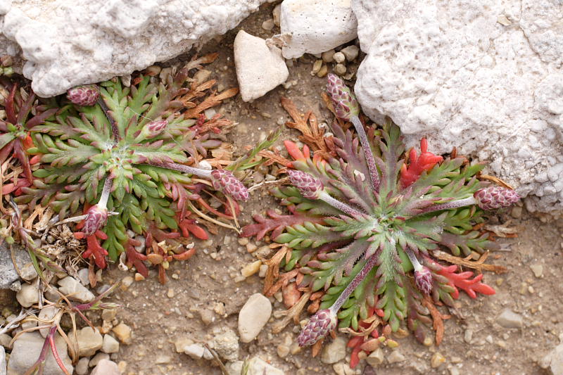 Plantago coronopus, Lokation: Spanien | Baleares | Es Mal Pas | Formentor Kategorien: Familie: Plantaginaceae (Wegerichgewächse ), Datum: 29.03.2009