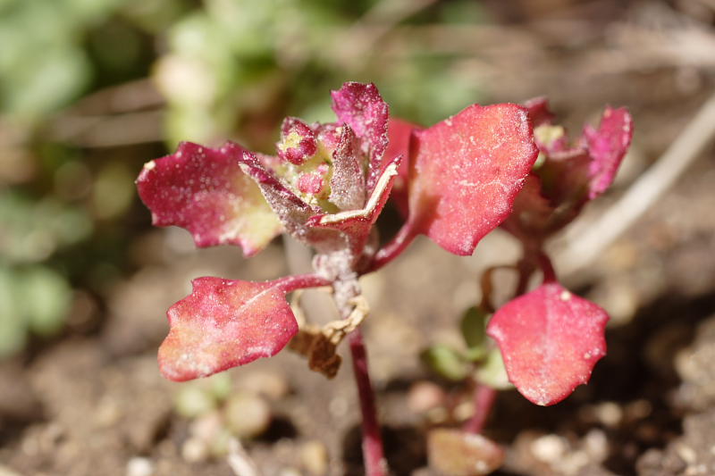 ?, Lokation: Spanien | Baleares | Es Mal Pas | Formentor Kategorien: Datum: 29.03.2009