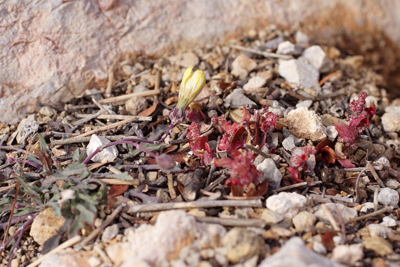 ?, Lokation: Spanien | Baleares | Es Mal Pas | Formentor Kategorien: Datum: 29.03.2009