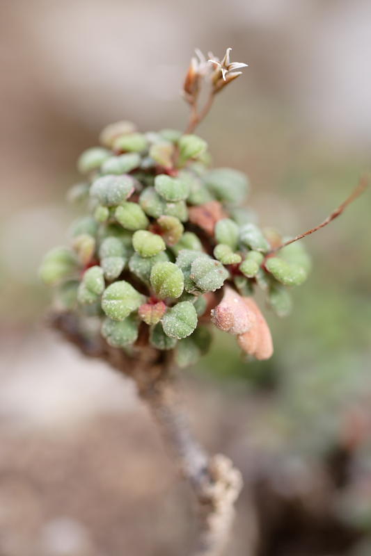 Limonium spec., Lokation: Spanien | Baleares | Es Mal Pas | Formentor Kategorien: Familie: Plumbaginaceae (Bleiwurzgewächse ), Datum: 29.03.2009