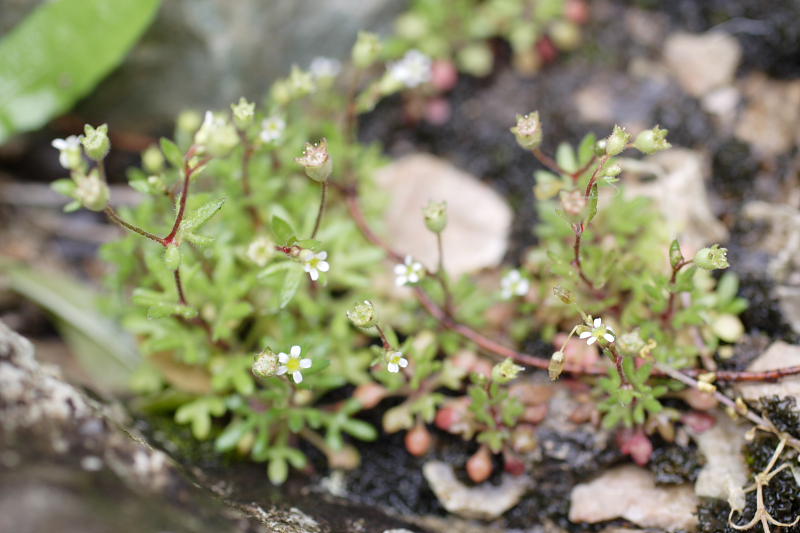 Saxifraga tridactylites, Lokation: Spanien | Baleares | Biniaraix | Biniaraix Kategorien: Familie: Saxifragaceae (Steinbrechgewächse ), Datum: 30.03.2009