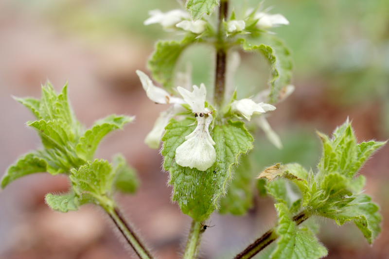 Stachys ocymastrum, Lokation: Spanien | Baleares | Biniaraix | Biniaraix Kategorien: Familie: Lamiaceae (Lippenblütler ), Datum: 30.03.2009