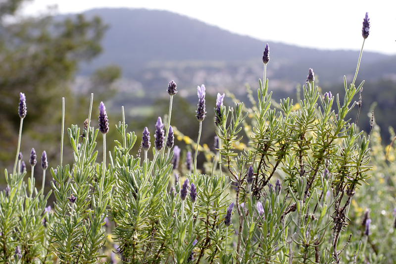 Lavandula dentata, Lokation: Spanien | Baleares | Calvià | Santa Ponça Kategorien: Familie: Lamiaceae (Lippenblütler ), Datum: 31.03.2009