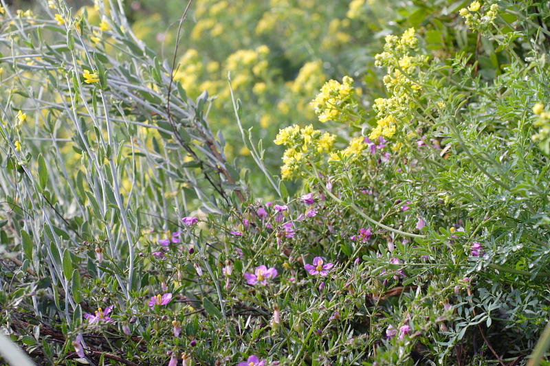 Ruta graveolens, Lokation: Spanien | Baleares | Calvià | Santa Ponça Kategorien: Familie: Rutaceae (Rautengewächse ), Datum: 31.03.2009