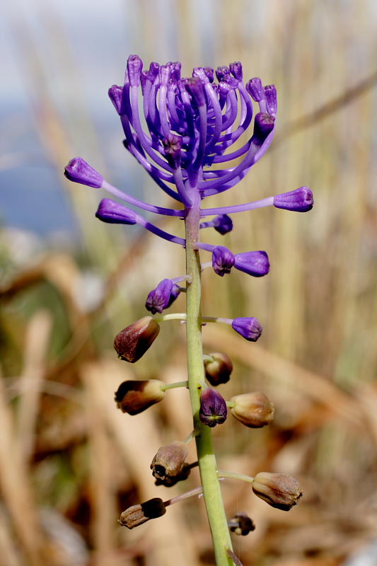 Muscari comosum, Lokation: Spanien | Baleares | Calvià | Santa Ponça Kategorien: Familie: Asparagaceae (Spargelgewächse ), Datum: 31.03.2009