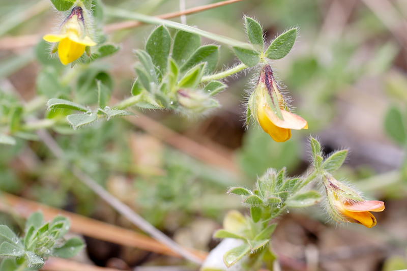 Lotus edulis, Lokation: Spanien | Baleares | Calvià | Santa Ponça Kategorien: Familie: Fabaceae (Schmetterlingsblütler ), Datum: 31.03.2009