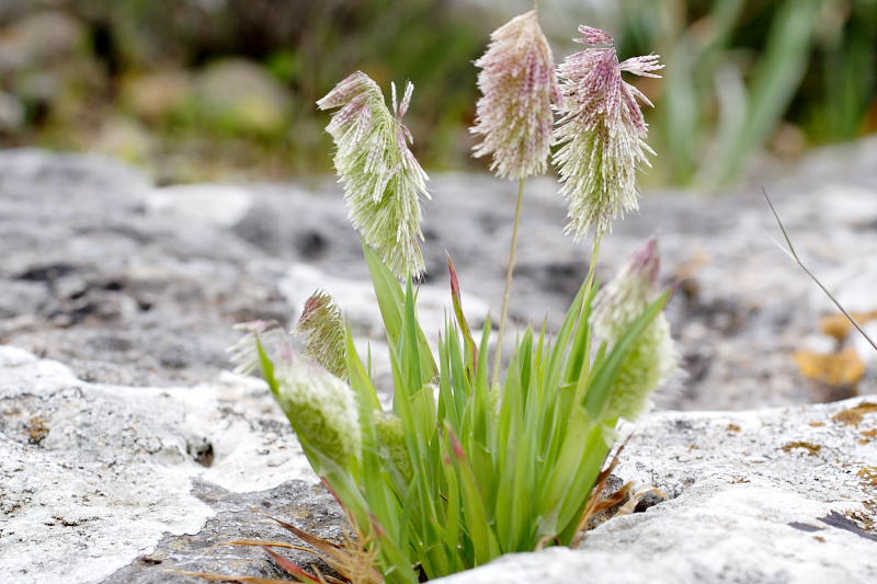 Lamarckia aurea, Lokation: Spanien | Baleares | Calvià | Santa Ponça Kategorien: Familie: Poaceae (Süßgräser ), Datum: 31.03.2009