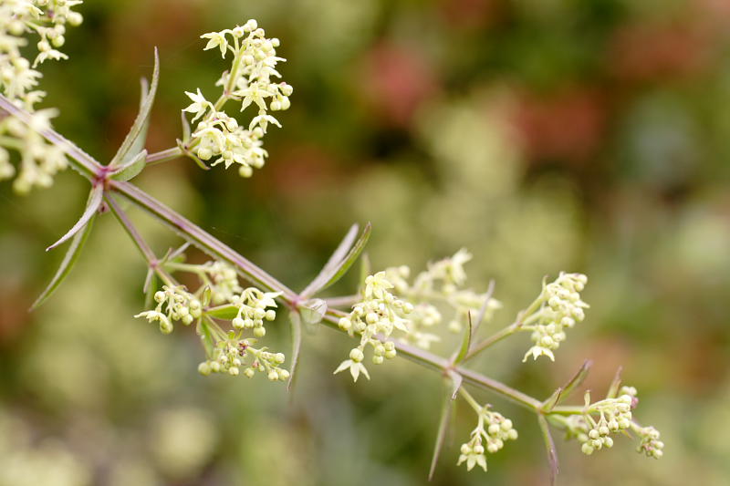 Galium spec., Lokation: Spanien | Baleares | Calvià | Santa Ponça Kategorien: Familie: Rubiaceae (Rötegewächse ), Datum: 31.03.2009