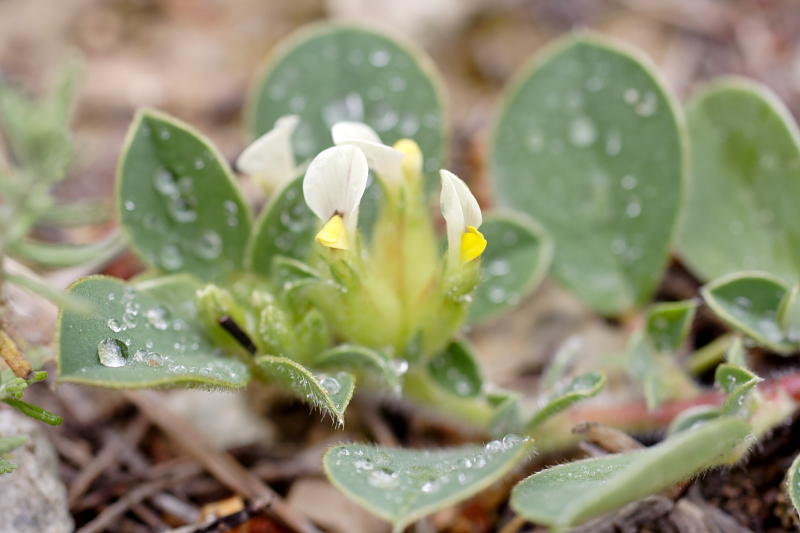 Anthyllis tetraphylla, Lokation: Spanien | Baleares | Calvià | Santa Ponça Kategorien: Familie: Fabaceae (Schmetterlingsblütler ), Datum: 31.03.2009