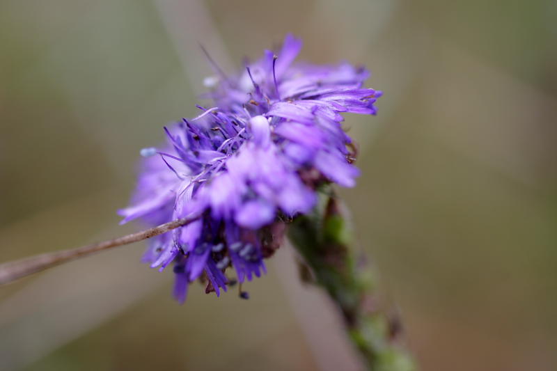 Globularia alypum, Lokation: Spanien | Baleares | Calvià | Santa Ponça Kategorien: Familie: Plantaginaceae (Wegerichgewächse ), Datum: 31.03.2009