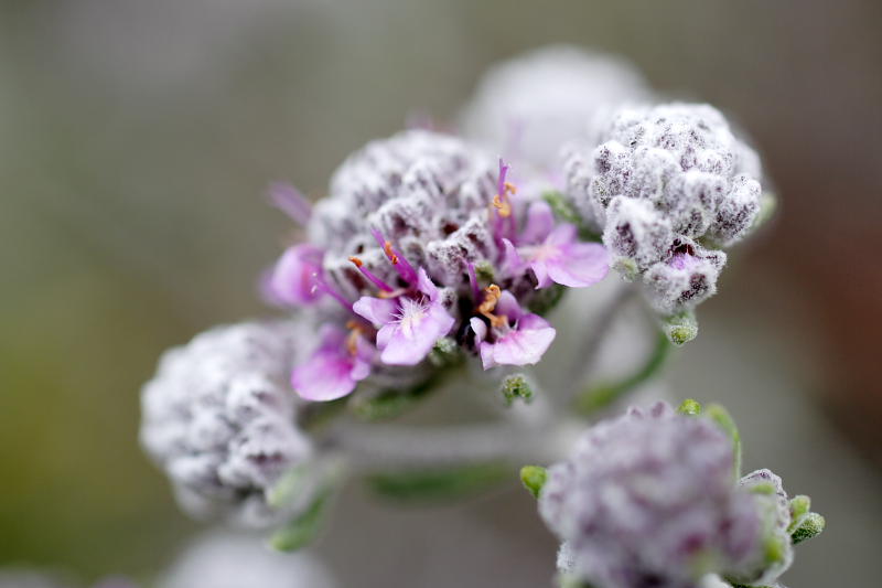 Teucrium capitatum, Lokation: Spanien | Baleares | Calvià | Santa Ponça Kategorien: Familie: Lamiaceae (Lippenblütler ), Datum: 31.03.2009