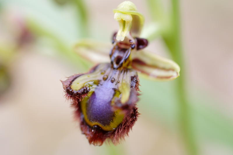 Ophrys speculum, Lokation: Spanien | Baleares | Calvià | Santa Ponça Kategorien: Familie: Orchidaceae (Orchideen ), Datum: 31.03.2009