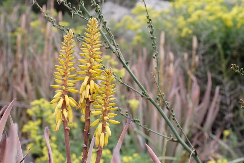 Aloe vera, Lokation: Spanien | Baleares | Calvià | Santa Ponça Kategorien: Familie: Xanthorrhoeaceae (Grasbaumgewächse ), Datum: 31.03.2009
