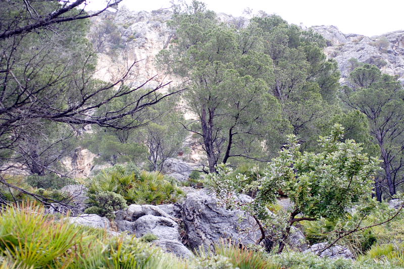 Lokation: Spanien | Baleares | Andratx | Sant Elm Kategorien: Datum: 31.03.2009