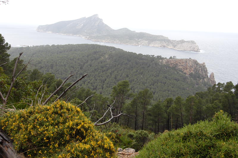 Lokation: Spanien | Baleares | Andratx | Sant Elm Kategorien: Datum: 31.03.2009