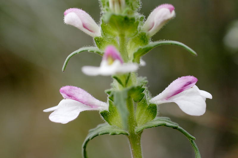 Bellardia trixago, Lokation: Spanien | Baleares | Andratx | Sant Elm Kategorien: Familie: Orobanchaceae (Sommerwurzgewächse ), Datum: 31.03.2009