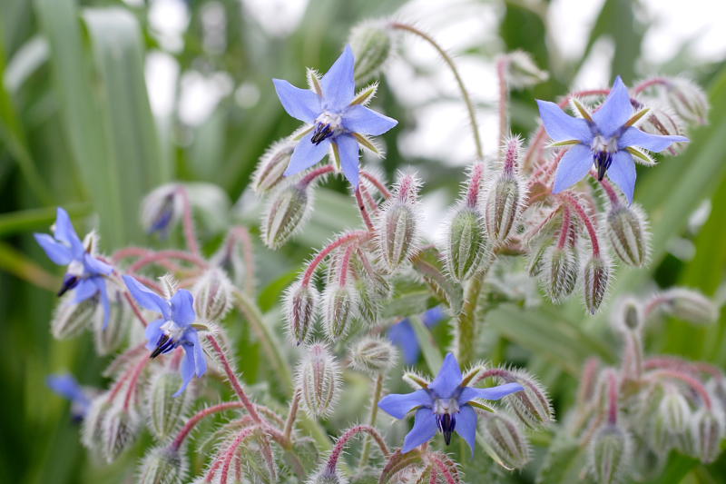 Borago officinalis, Lokation: Spanien | Baleares | Campos | Campos Kategorien: Familie: Boraginaceae (Rauhblattgewächse ), Datum: 01.04.2009