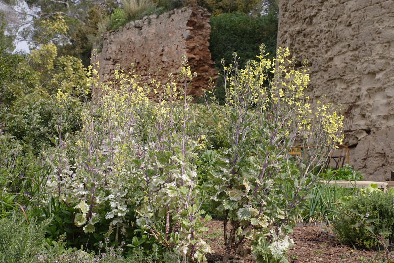 Convolvulus althaeoides, Lokation: Spanien | Baleares | Palma De Mallorca | el Terreno Kategorien: Familie: Convolvulaceae (Windengewächse ), Datum: 02.04.2009