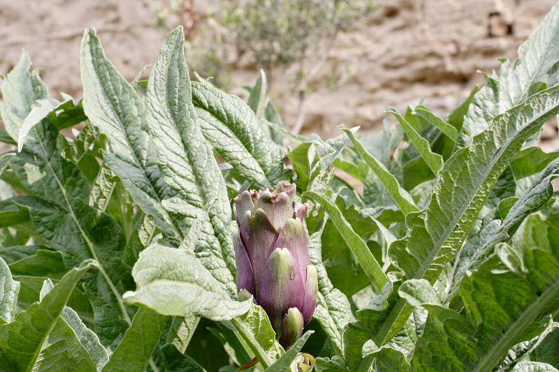 Lokation: Spanien | Baleares | Palma De Mallorca | el Terreno Kategorien: Datum: 02.04.2009